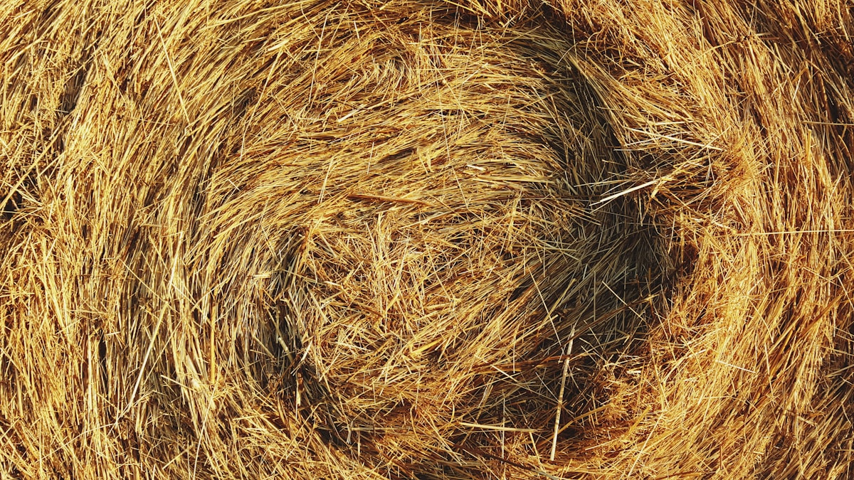 Detailed texture of a tightly rolled hay bale