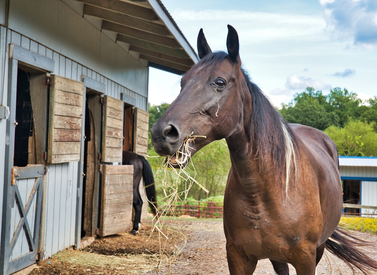 A horse eating hay at a stable
